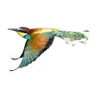 European bee-eater - design
