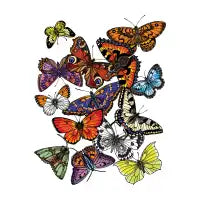 Butterflies - design