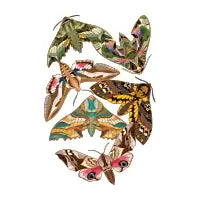 Hawk Moths - design