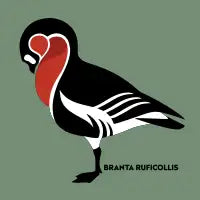Red-breasted goose - design