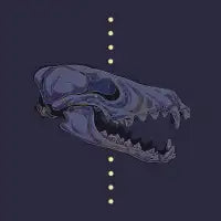 The Coyote - design