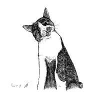 Cat Clear - design