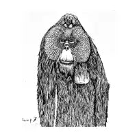 Orangutan - design