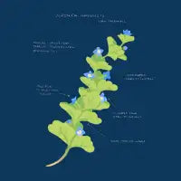 corn speedwell - design