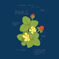 mock strawberry - design
