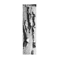Mawdz Deck - design