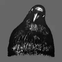 Crow? - design