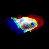 Holographic Goldfish - design