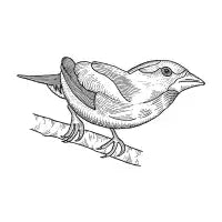 Evening Grosbeak - design