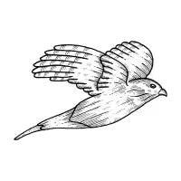 Sharp-shinned Hawk - design