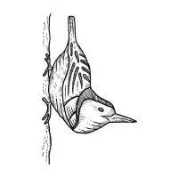 White-breasted nuthatch Sticker - design