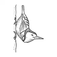 White Breasted Nuthatch - design