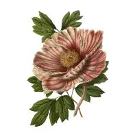 Peony - design