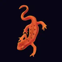 Red Spotted Newt - design