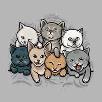 KITTENS - design