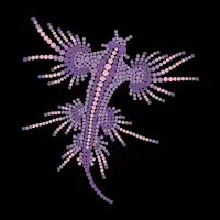 Nudibranch G - design