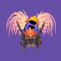 Spider Carnival - design
