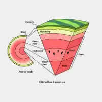 watermelon cross section - design