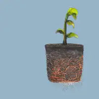 Pocket Plant - design