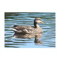 Gadwall Duck - design