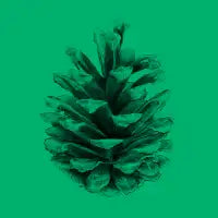 Pine Cone - design