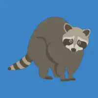Raccoon - design