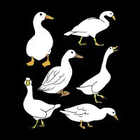 Duck Pattern - design