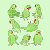 Green Indian Ringneck Pattern - design
