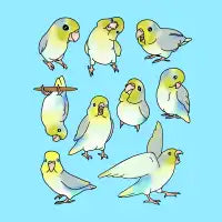 Rainbow Parrotlet Pattern - design