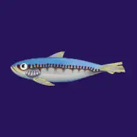 Sardine - design