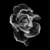Exploding Digital Flower Form - design
