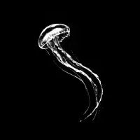 Ghostly Monochrome Jellyfish T-Shirt - design