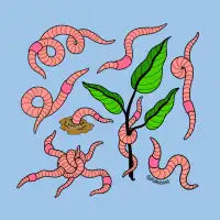 Worms Galore - design