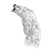 bearoar - design