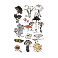 Mushrooms - design