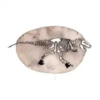 T-Rex (With booties) - design