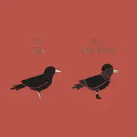 Know Your Birds - Crow - design