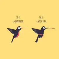Know Your Birds - Hummingbird - design