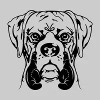 YOUNG BOXER - design