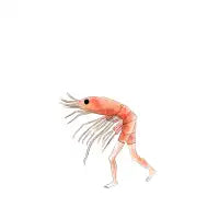 Shrimp - design