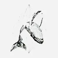 Wale - design