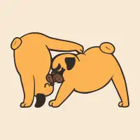Acroyoga Pug - design