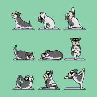 Miniature Schnauzer yoga - design
