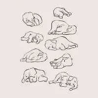 More Sleeping Elephant T-Shirt - design