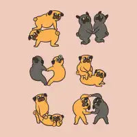 Pug Couple Poses - design