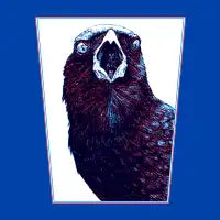 Yelling Crow - design