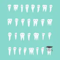 Wisdom Tooth - design