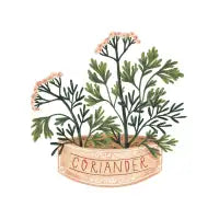 Coriander - design
