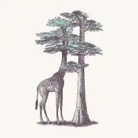 Fata Morgana - design