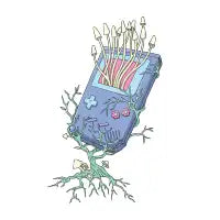 Shroom Boy - design